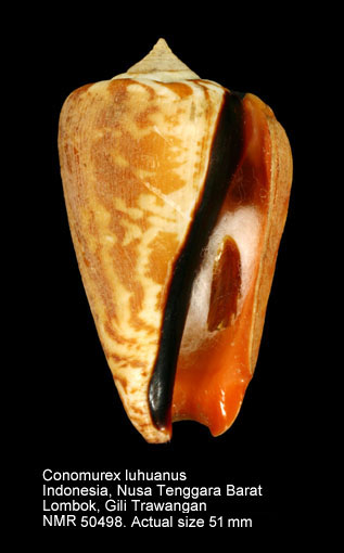 Conomurex luhuanus (13).jpg - Conomurex luhuanus (Linnaeus,1758)